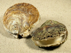 Ostrea edulis - Ostreidae