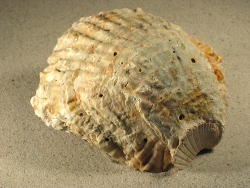 Ostrea edulis - Ostreidae