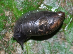 Oxyloma elegans - Succineidae