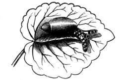 Oxyloma elegans - Succineidae