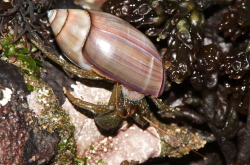 Olivella biplicata - Olivellidae
