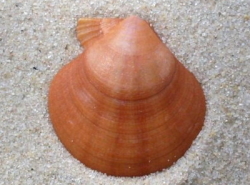 Palliolum tigerinum - Pectinidae