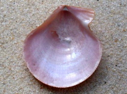 Palliolum tigerinum - Pectinidae