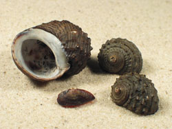 Paludomus loricatus - Paludomidae