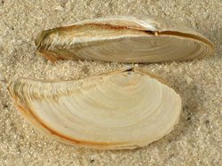 Pandora inequivalvis - Pandoridae