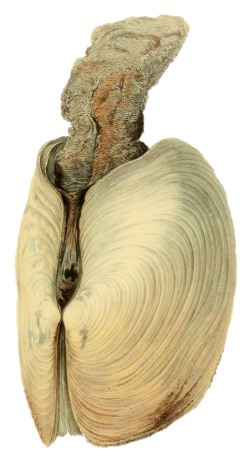 Panopea glycimeris - Hiatellidae