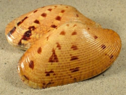 Paphia rotundata - Veneridae