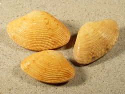 Paphia euglypta - Veneridae