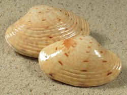 Paphia semirugata - Veneridae