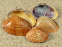 Polititapes aureus - Veneridae