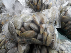 Paratapes undulatus - Veneridae