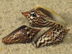 Parametaria epamella - Columbellidae