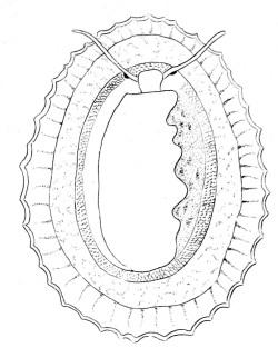 cutellastra granularis - Patellidae