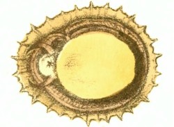 Patella vulgata - Patellidae