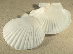 Mizuhopecten yessoensis - Pectinidae
