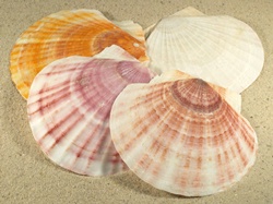 Mizuhopecten yessoensis - Pectinidae