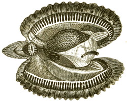 Aequipecten opercularis Pectinidae