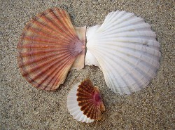 Pecten jacobaeus - Pectinidae