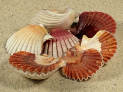 Pecten jacobaeus - Pectinidae