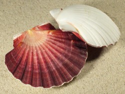 Pecten keppelianus - Pectinidae