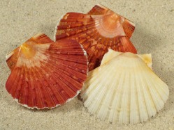 Pecten keppelianus - Pectinidae