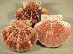 Pecten maximus - Pectinidae