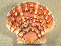 Pecten maximus - Pectinidae