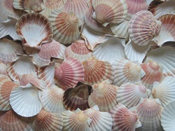 Pecten maximus - Pectinidae