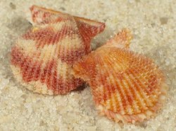 Lindapecten muscosus - Pectinidae