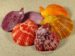 Mimachlamys crassicostata - Pectinidae