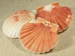 Pecten novaezelandiae - Pectinidae