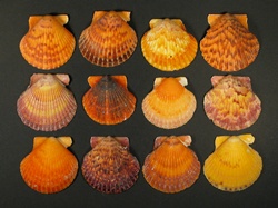 Argopecten ventricosus - Pectinidae