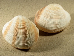 Periglypta albocancellata  - Veneridae