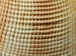 Periglypta albocancellata  - Veneridae