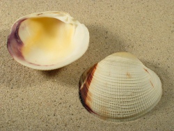 Periglypta puerpera - Veneridae