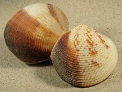 Periglypta puerpera - Veneridae