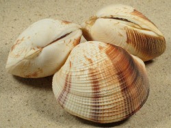 Periglypta puerpera - Veneridae