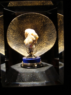 Pinctada maxima - Pteriidae