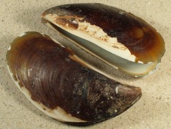Perna perna - Mytilidae