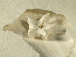 Peronella lesueuri - Langanidae
