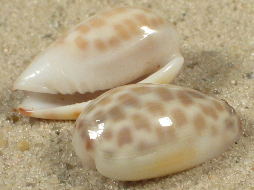 Persicula accola - Cystiscidae