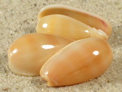 Persicula blanda - Cystiscidae