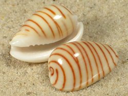 Persicula cingulata - Cystiscidae