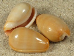 Persicula cornea - Cystiscidae