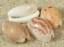 Persicula interruptolineata - Cystiscidae