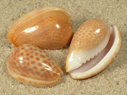 Persicula persicula - Cystiscidae