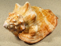 Persististrombus latus - Strombidae