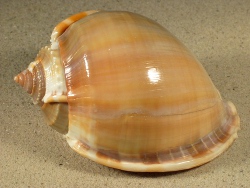 Phalium glaucum - Cassidae