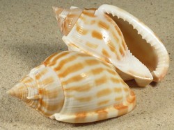 Phalium muangmani - Cassidae