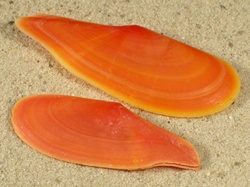 Tellina rostrata - Tellinidae